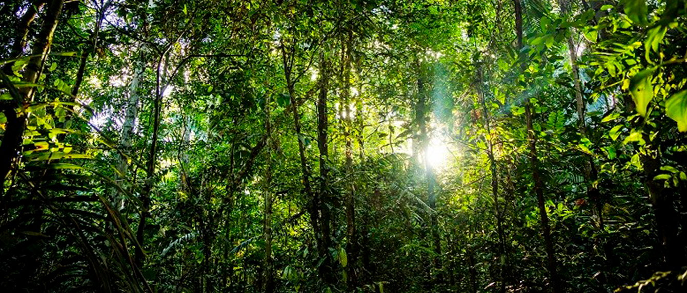 Fundo-mata RIR Brasil Florianópolis SC IA Voz do Manejo Agroflorestal